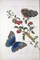 Tropical fruit,Butterflies, plate 2 Poster Print by Sybilla Merian - Item # VARPDXSM08